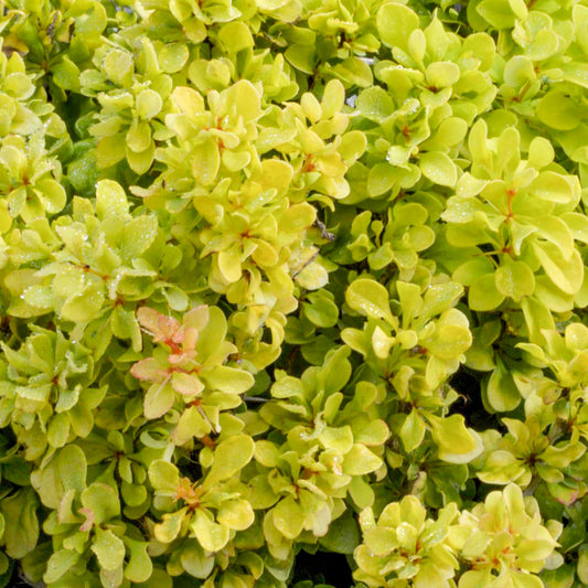 Berberis 'Tiny Gold'
