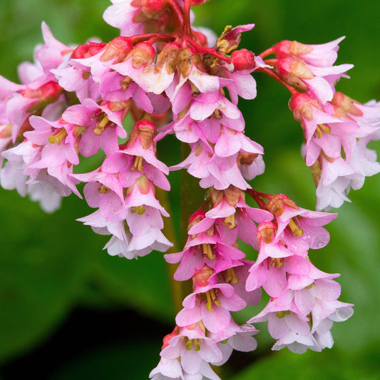Bergenia 'Baby Doll'