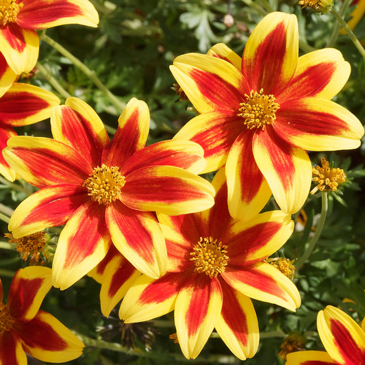 Bidens Bidy Boom Red Eye Basket Plants