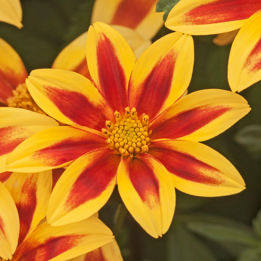 Bidens 'Blazing Star' Carry Pack