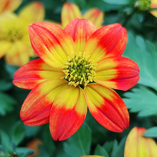 Bidens Red Yellow Basket Plants