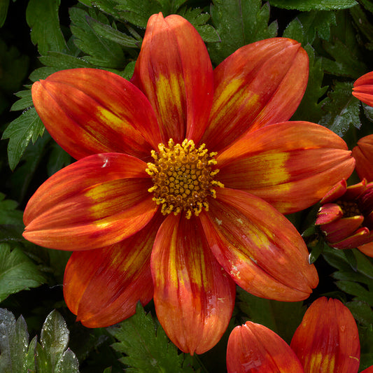 Bidens Volcano Basket Plants