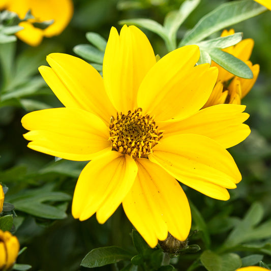 Bidens Yellow Charm Basket Plants