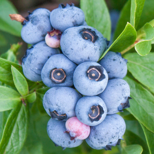 Blueberry 'Hortblue Petite'