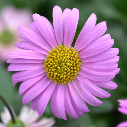 Brachyscome Candy Bedding Plants