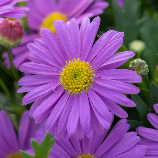 Brachyscome Fresco Purple Bedding Plants