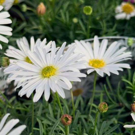 Brachyscome Surdaisy White Bedding Plants