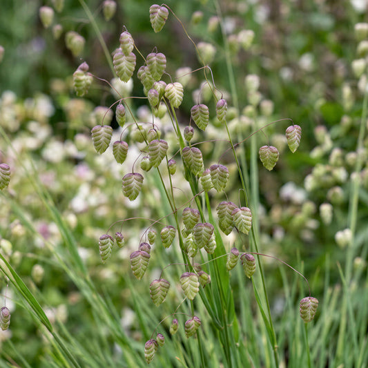 Briza 'Tinkerbell'