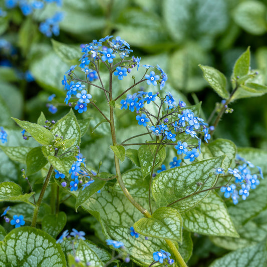 Brunnera macrophylla