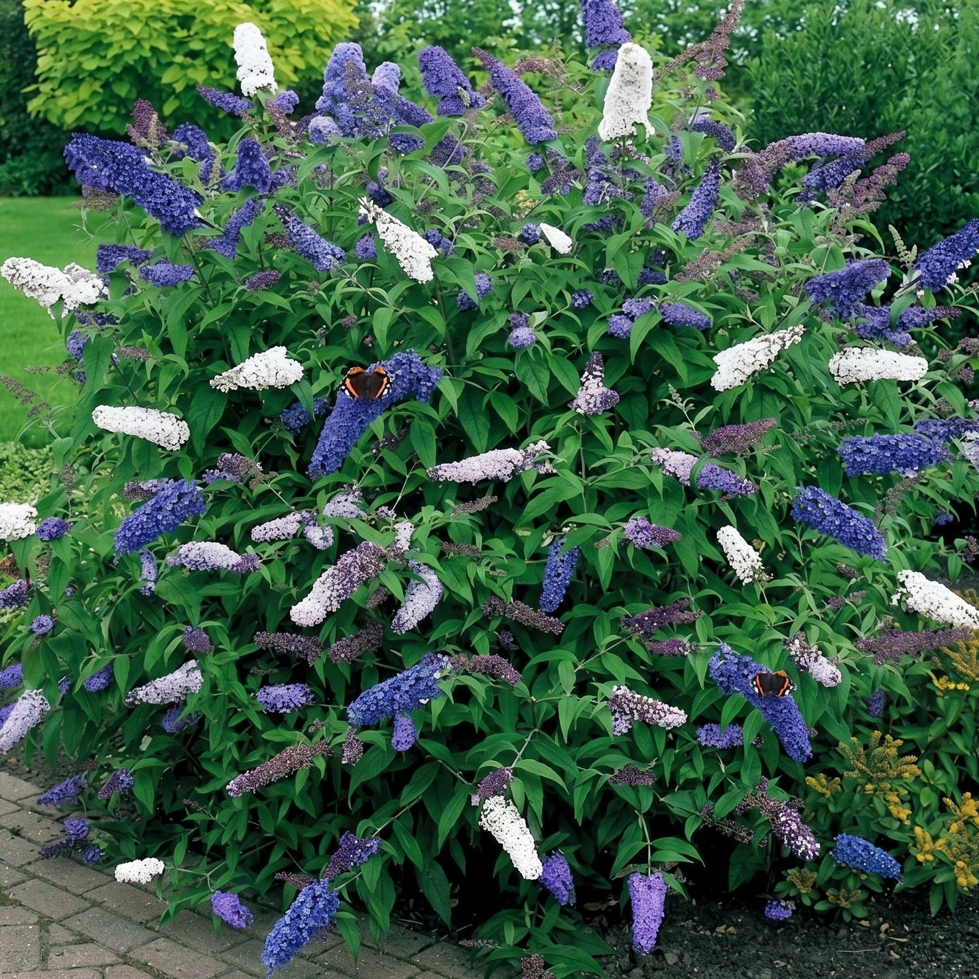 Blue Razz Buddleia Buddleia Duo Blue and White | Butterfly Bush – Gardeners Dream