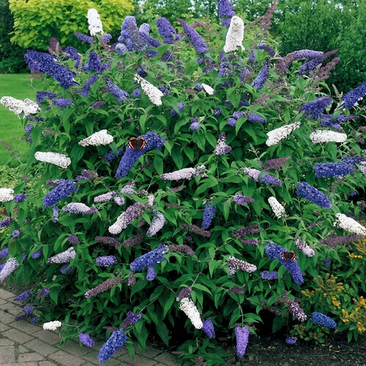 Buddleia Duo Blue and White