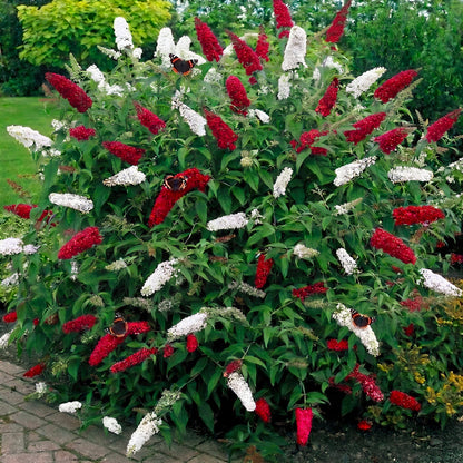 Buddleia Duo Red and White | Butterfly Bush – Gardeners Dream