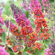 Buddleia 'Flower Power'