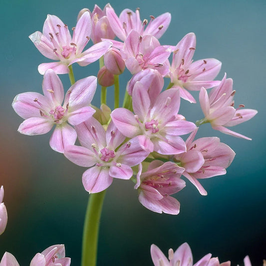 Allium roseum