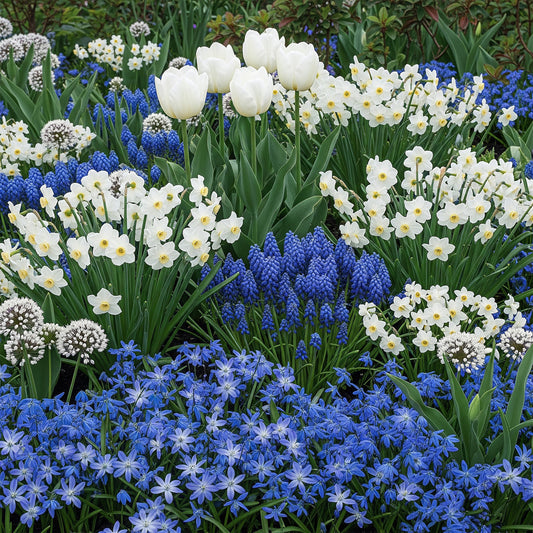 Blue & White Border Mix