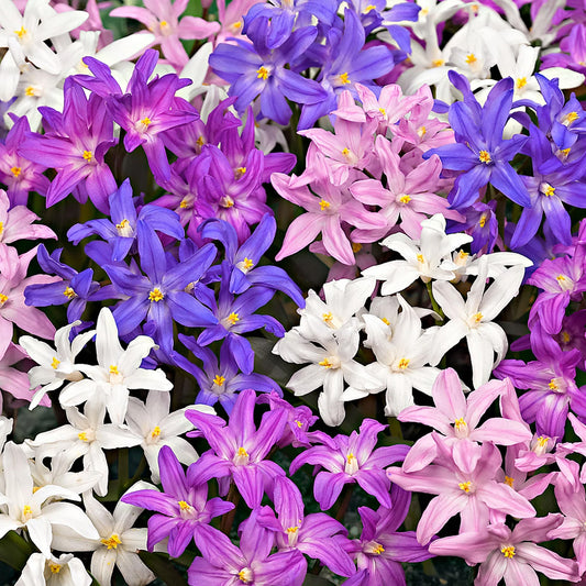 Chionodoxa Garden Mix