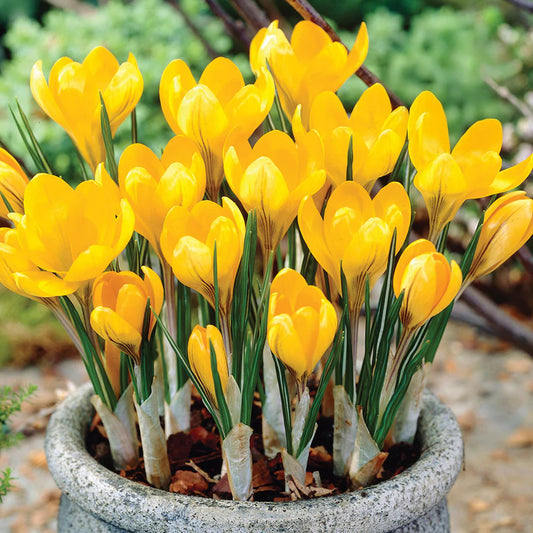 Crocus 'Yellow Mammoth'