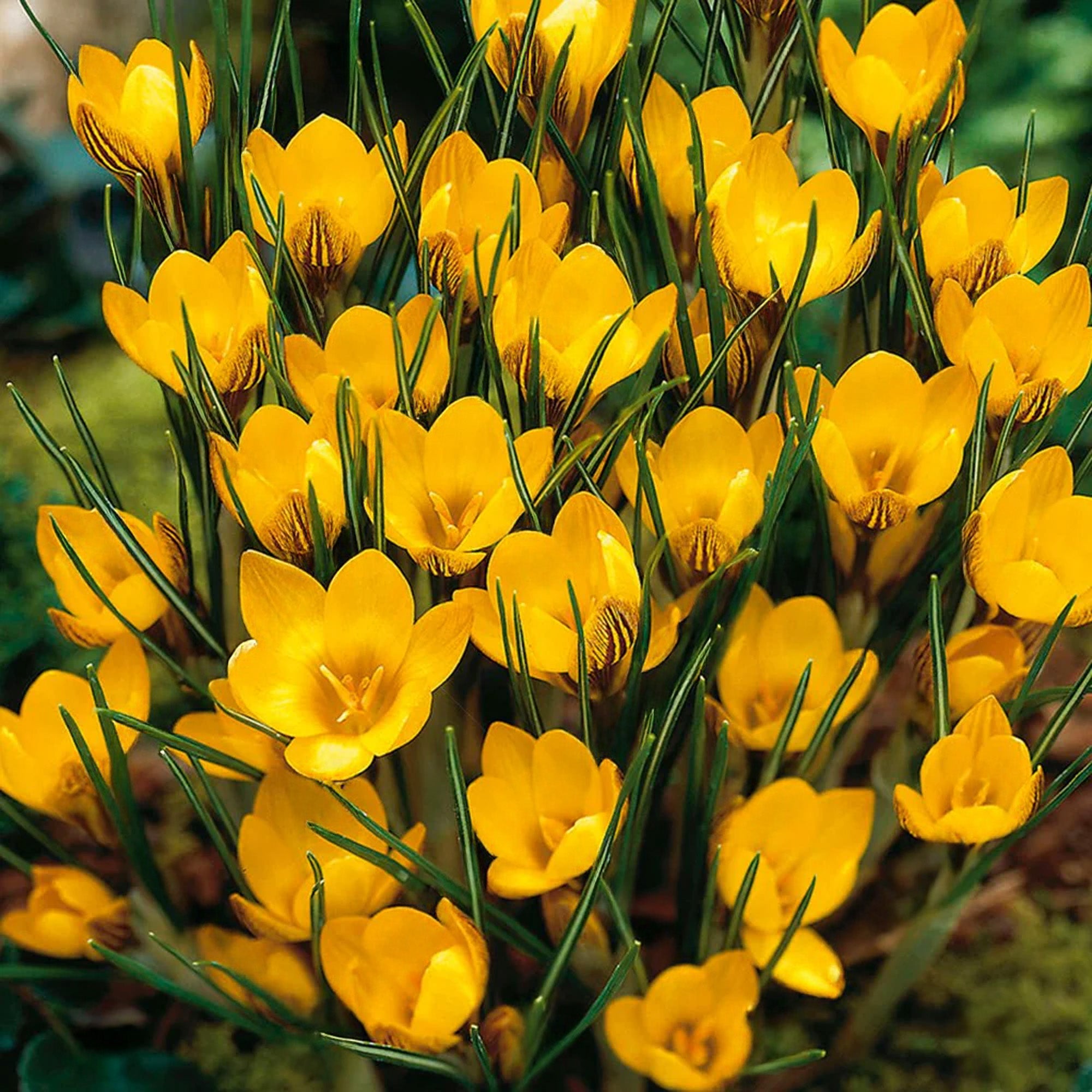 Crocus Bukbs Crocus Bulbs | Purple, Yellow & White Crocuses | Gardeners Dream