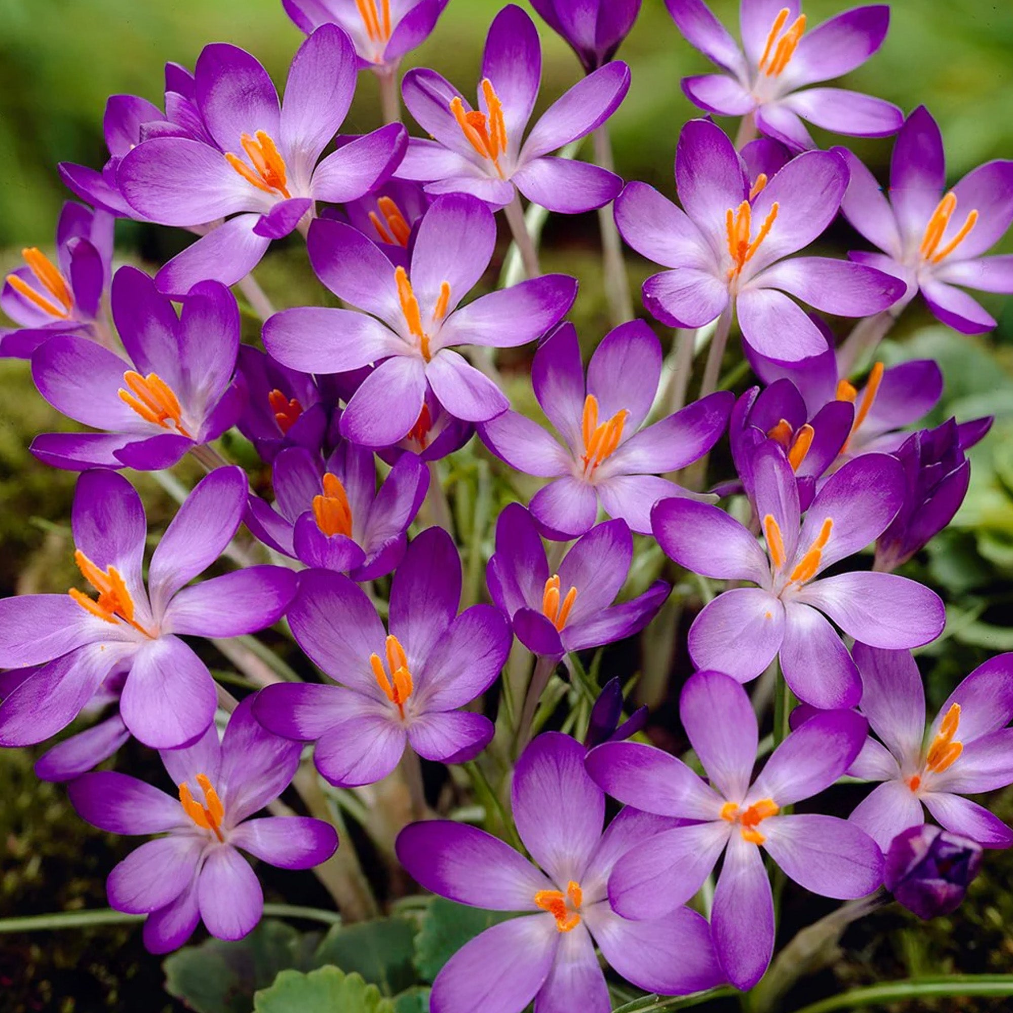 Crocus Bukbs Crocus Bulbs | Purple, Yellow & White Crocuses | Gardeners Dream
