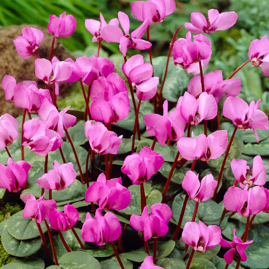 Cyclamen coum