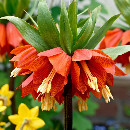Fritillaria imperialis 'Rubra'