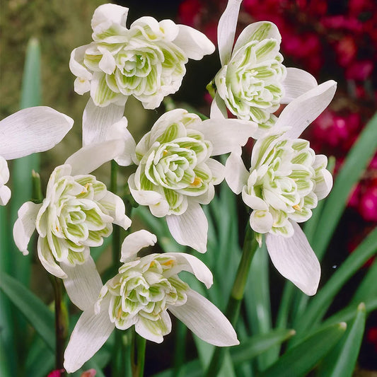 Galanthus nivalis f. pleniflorus 'Flore Pleno'