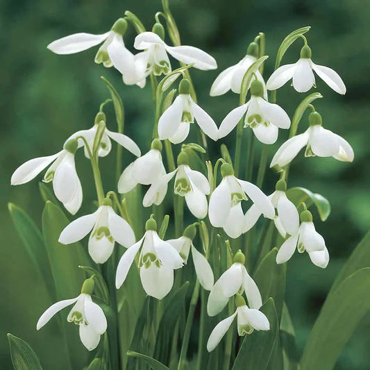 Galanthus woronowii