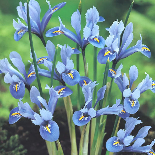 Iris 'Alida'