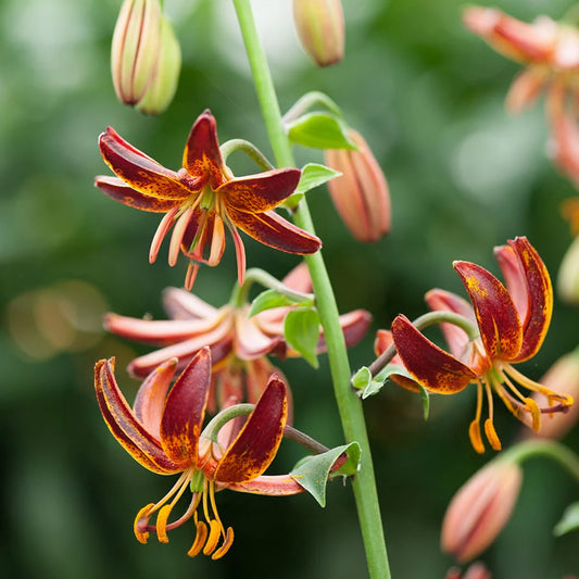 Lilium martagon 'Arabian Night'