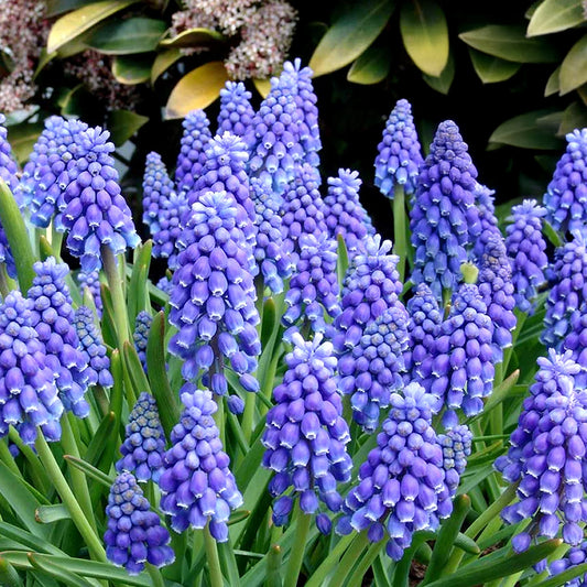 Muscari armeniacum