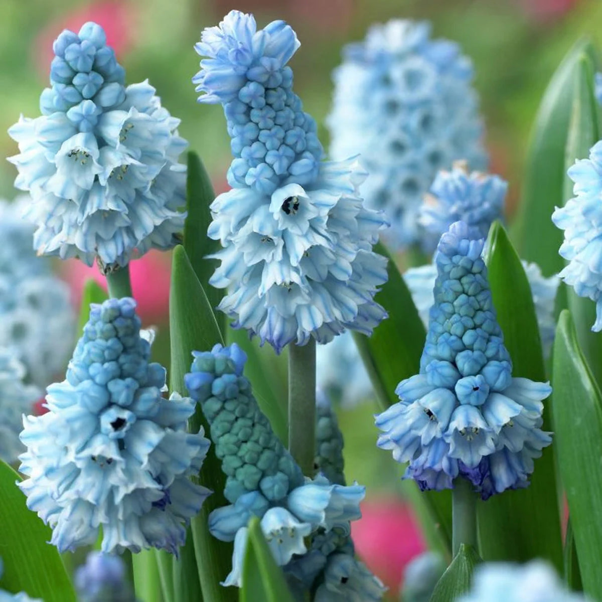 Azureuma Muscari azureum | Grape Hyacinth – Gardeners Dream