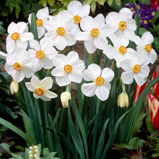 Narcissus 'Actaea'