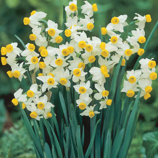 Narcissus 'Canaliculatus'