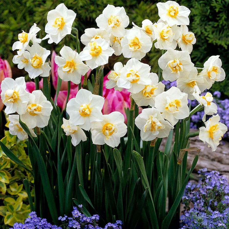 Guide To Different Types Of Daffodils Gardeners Dream guide-to-different-types-of-daffodils-gardeners-dream