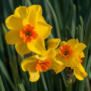 Narcissus 'Fortune'