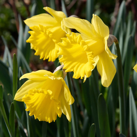 Narcissus 'King Alfred'