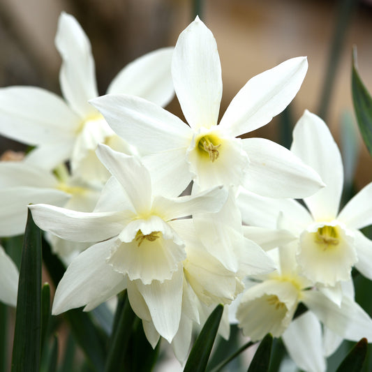 Narcissus 'Thalia'