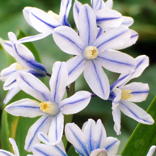 Puschkinia scilloides