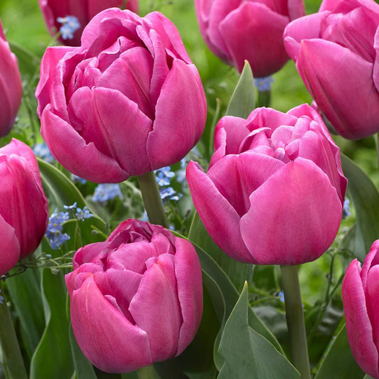 Tulip 'Double You'
