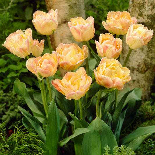 Tulip 'Crème Upstar'