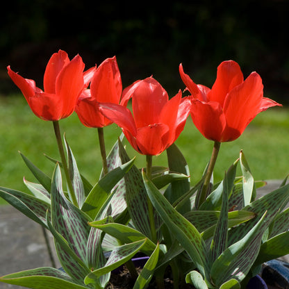 Tulip 'Red Riding Hood' | Greigii Tulip – Gardeners Dream