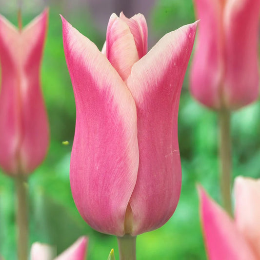 Tulip 'Sanne'