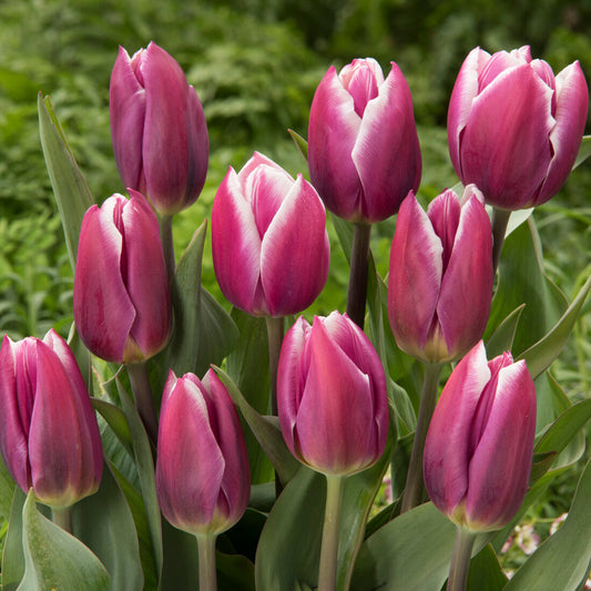 Tulip 'Synaeda Blue'