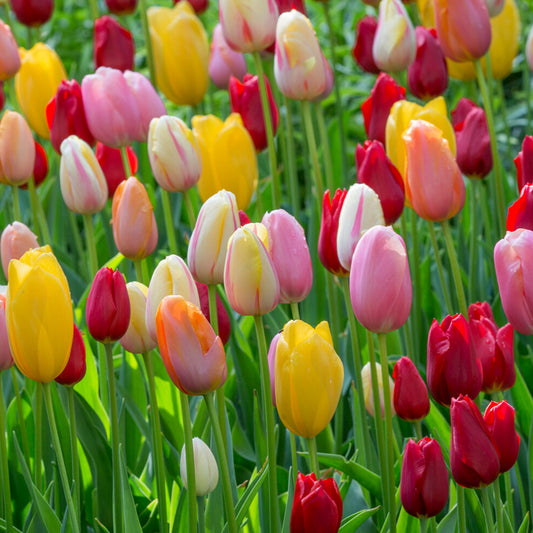 Tulip Tall Garden Mix