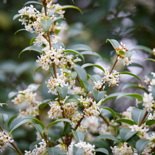 Burkwood Osmanthus Hedge