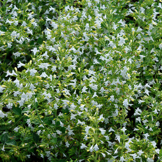 Calamintha 'White Cloud'
