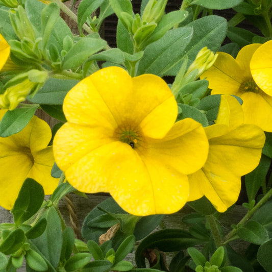 Calibrachoa Deep Yellow Basket Plants