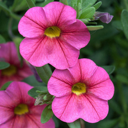 Calibrachoa Pink Basket Plants