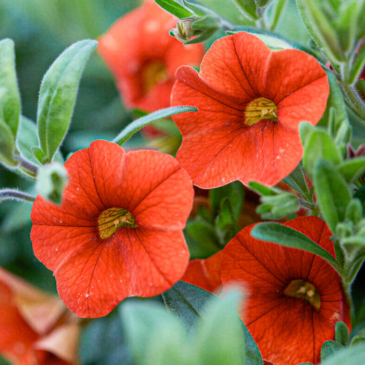 Calibrachoa Orange Basket Plants