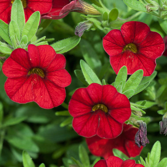 Calibrachoa Red Basket Plants